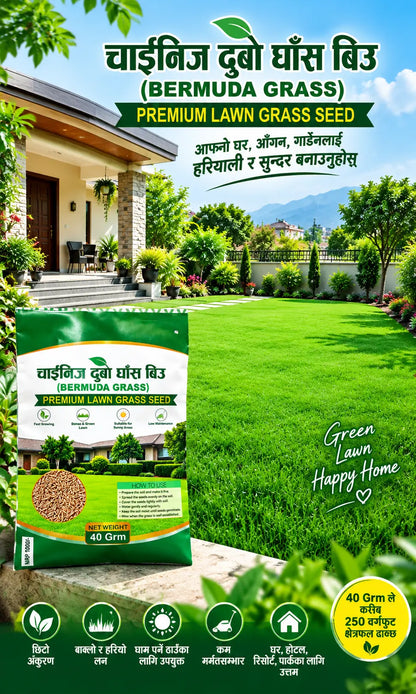 Chinese Bermuda Grass Seed – Premium Lawn Grass Seed